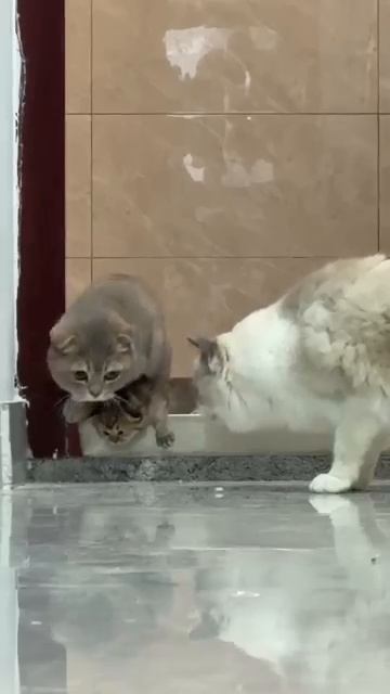 Кошка утащила чужого котенка