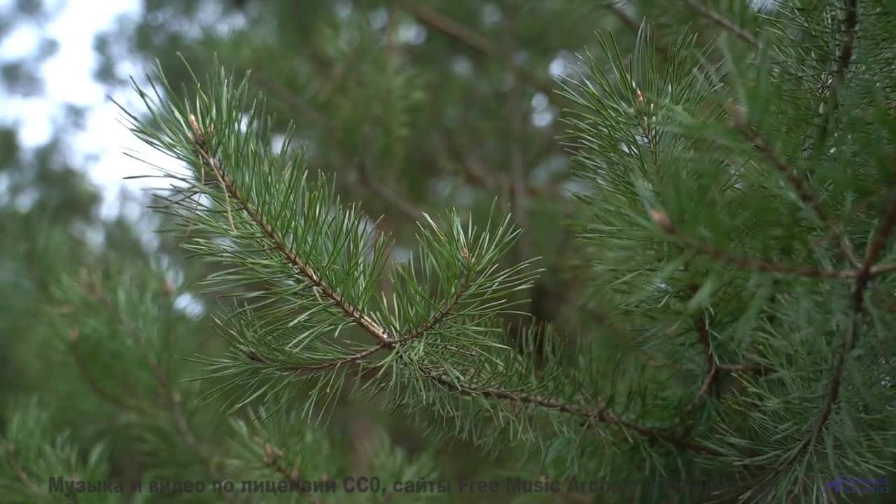 Ты НЕ ОЖИДАЕШЬ такого финала! - Live Inside a Dream -- Ayla Nereo -- Play Me a Time