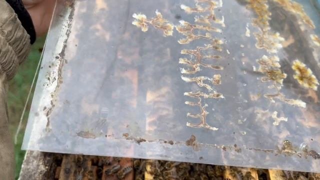 Семья воспитательница 11.05.2025
