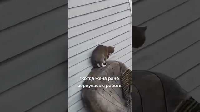 #ТРЕНДЫ ТИКТОК #СМЕШНЫЕ ТИКТОКИ # ПОДБОРКА ПРИКОЛОВ ИЗ ТИКТОК # СМЕШНЫЕ ВИДЕО #ЮМОР # ВАГОН ТИКТОКО
