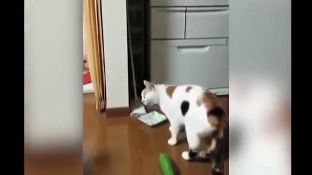 Реакция котов на огурцы