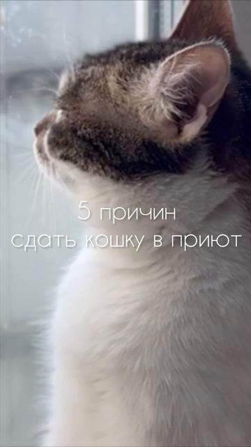 Когда стоит сдать кота в приют?