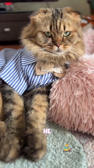 Умею дарить радость!😻 #котик #животные #кот