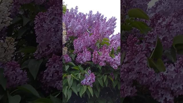 Сирень цветёт