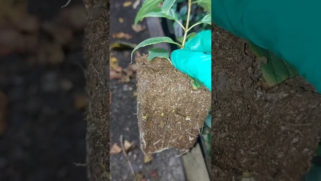 Как подрасли малыши после поздней пересадки. 🌱 Еще ид