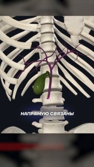 🔺 ПОДРОБНЕЕ 🔺 Зачем вам пупок? #здоровье #массаж #мас?