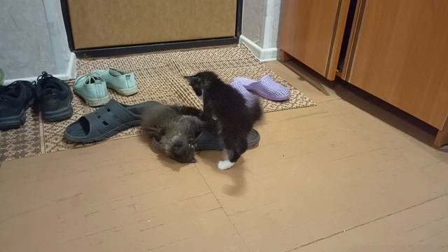 котики