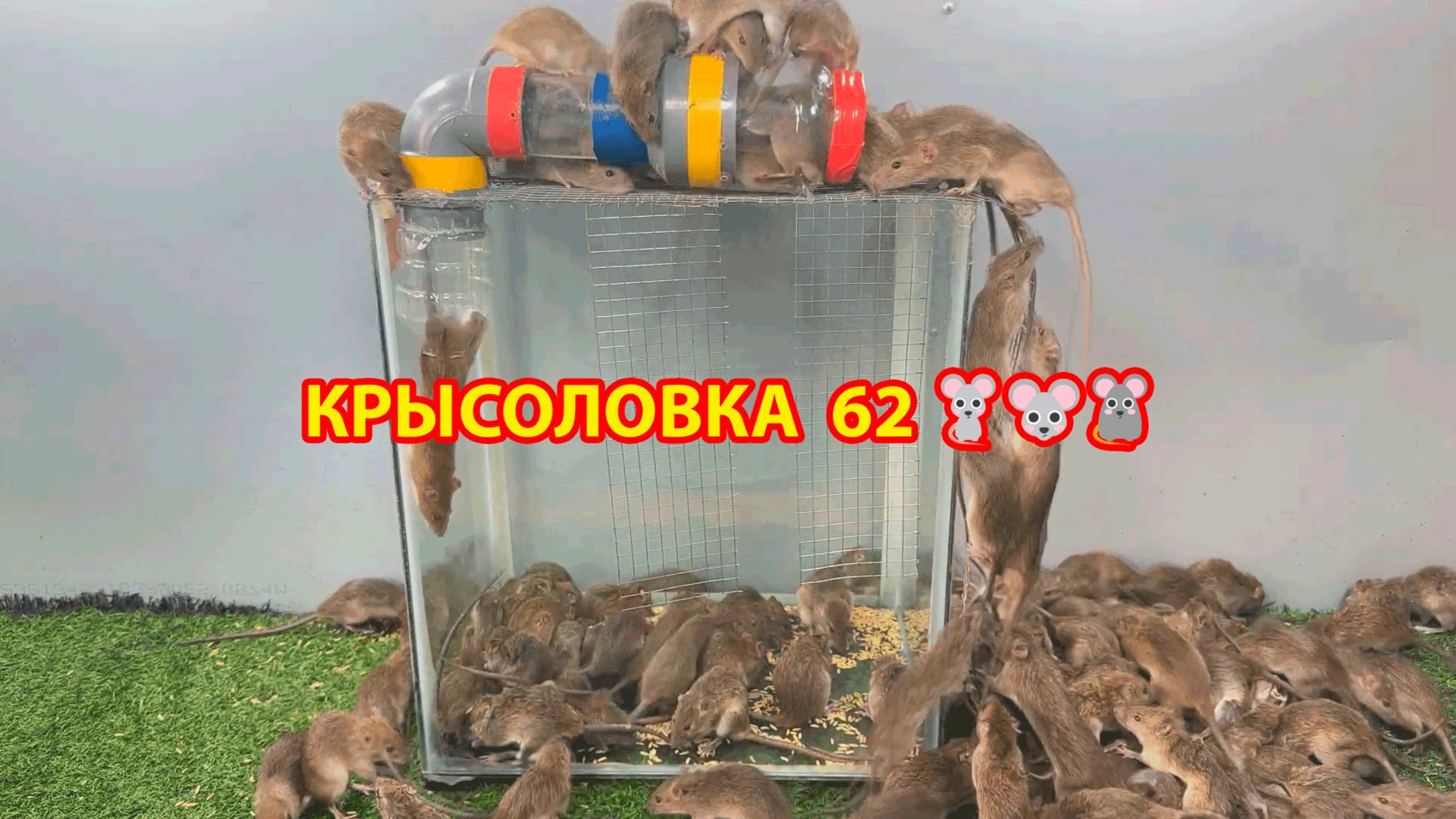 Крысоловка вариант (62) 🐀 Как сделать крысоловку своими руками и поймать кучу крыс 🐀🐁🐀