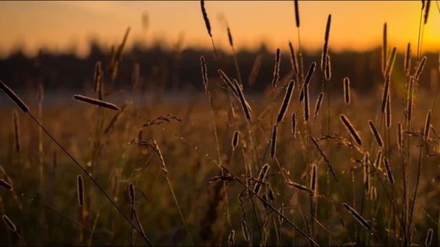 "РОМАШКИ-ЦВЕТЫ"   Шувалова Светлана
