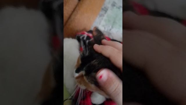 Наша Бекки это кошка часть 2/?