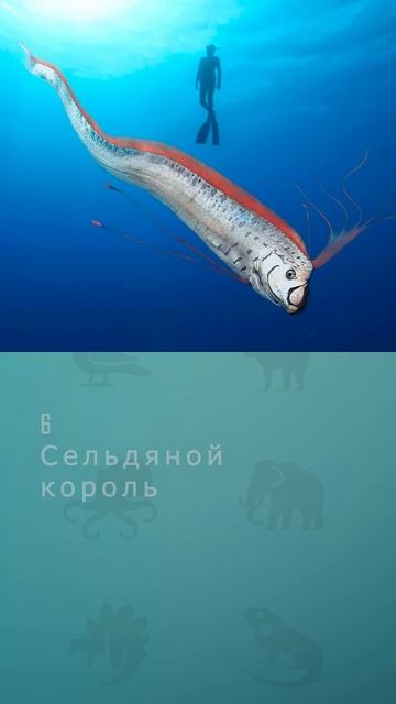 Топ 10 самых необычных рыб мира #рыба #топ10 #комарик #инт
