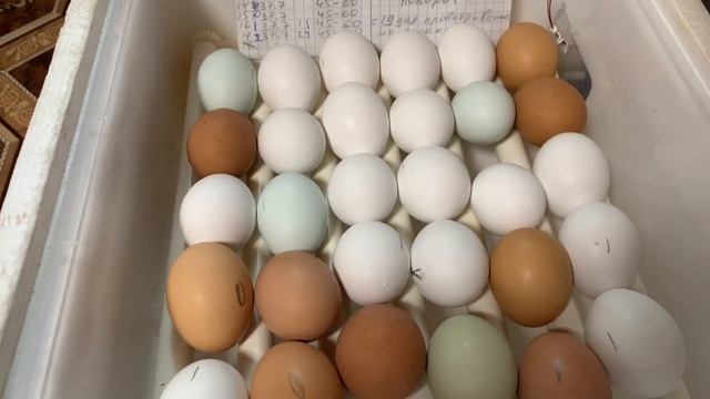 18-19 день инкубации в РАБА 36 инкубатор_болтушка приболела_ как все мои цыплятки_ 3-4 мая 2025 года