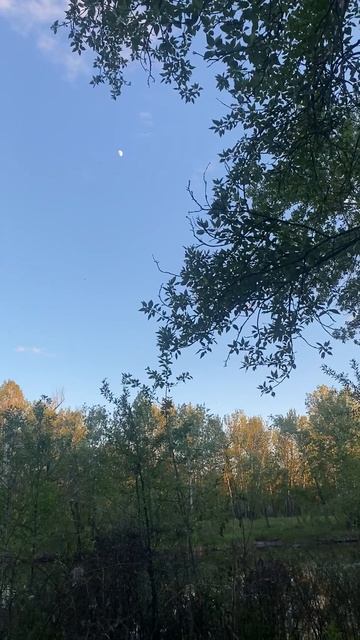 Утки в городе