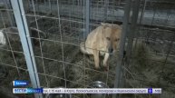 Сцепились: в Белове развязалась война между зоозащитниками и представителями отлова