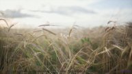 Природа через тепловизор будущего - новый взгляд на мир! - Bonus -- Ketsa -- Summer With Sound