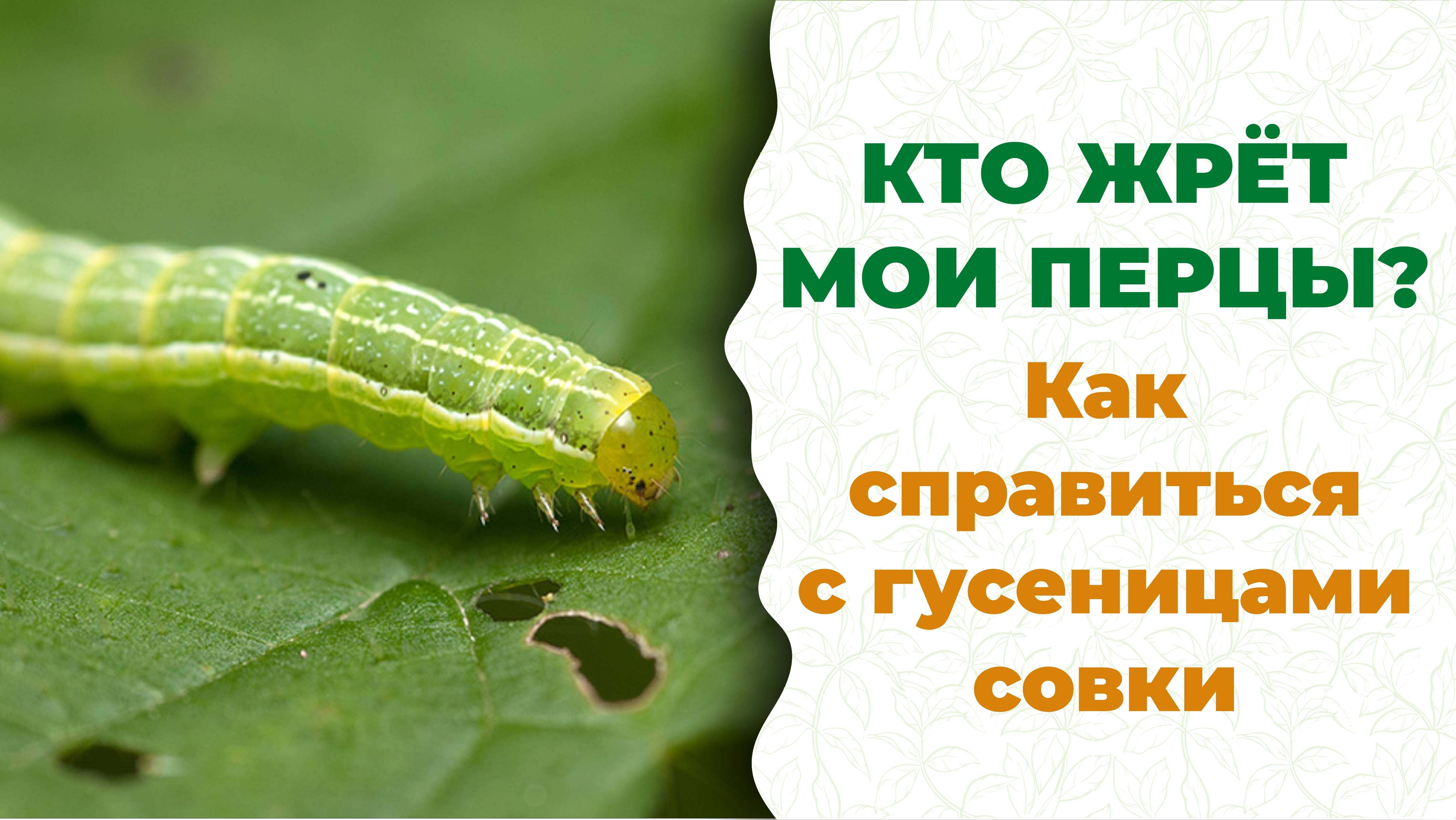 Мир, где все будут здоровы и энергичны! Чудесная девочка, чудесная биотехнология АС-35
