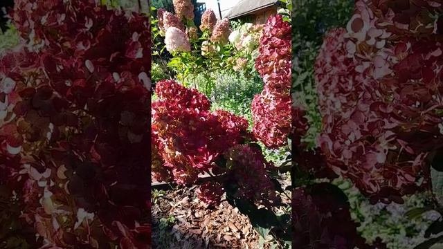 Самарская Лидия #гортензииметельчатые #гортензиивсад