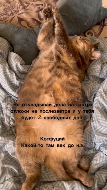 Кошачья мудрость гласит…😺