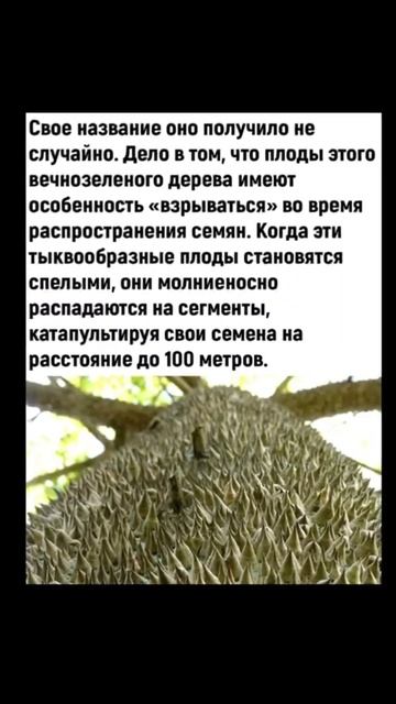 а вы знали, что на Земле  есть стреляющие деревья?