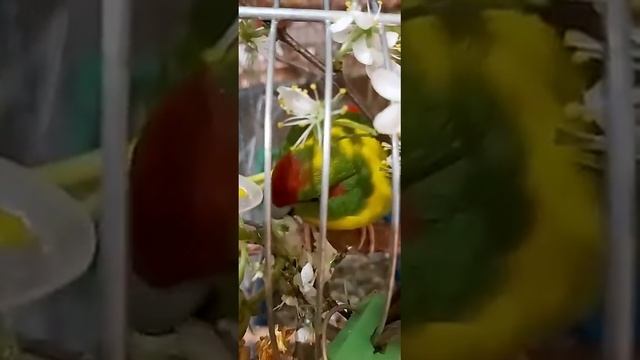 У Гриньки День Рождения #егорвасильев #какарик