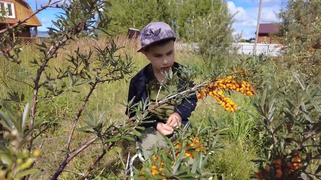 Сбор трех летнего куста Облепихи, двумя дилетантами!