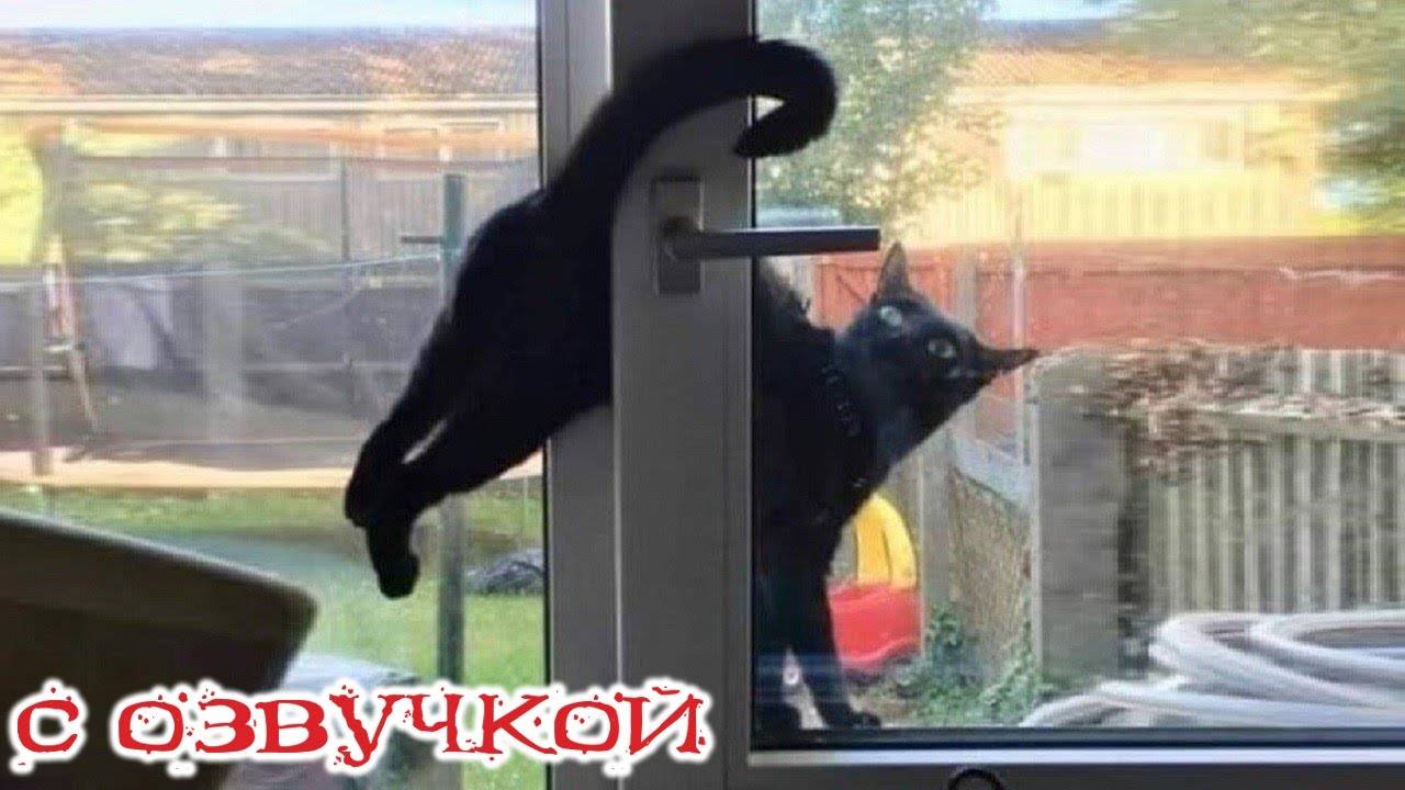 Приколы с котами! - С ОЗВУЧКОЙ! Смешные коты! Самые смешные животные! ДО СЛЁЗ!