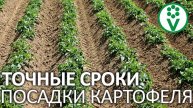 ВОТ КОГДА НУЖНО САЖАТЬ КАРТОФЕЛЬ! Точные сроки посадки картофеля для большого урожая 🥔
