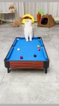 Мир домашних питомцев – Серия 487: Забавные и милые моменты