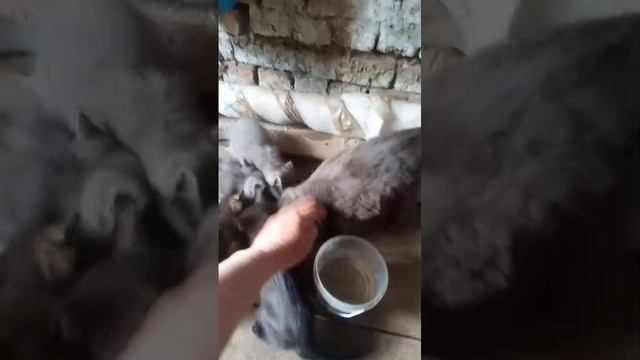 Омск! Брошены дважды ... Помогите кошке и пятерым её котятам найти дом! Читайте описание 👇