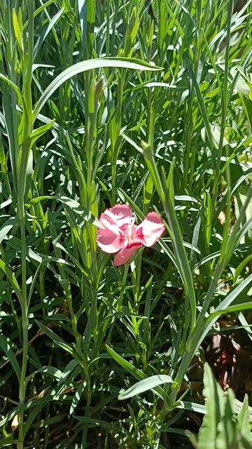 PINK💕