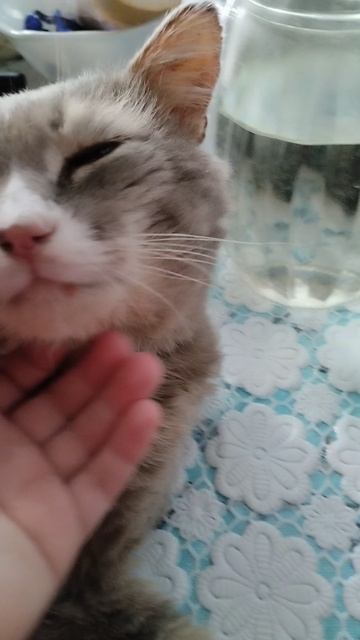 Котик не выспался.Утреннее настроение.