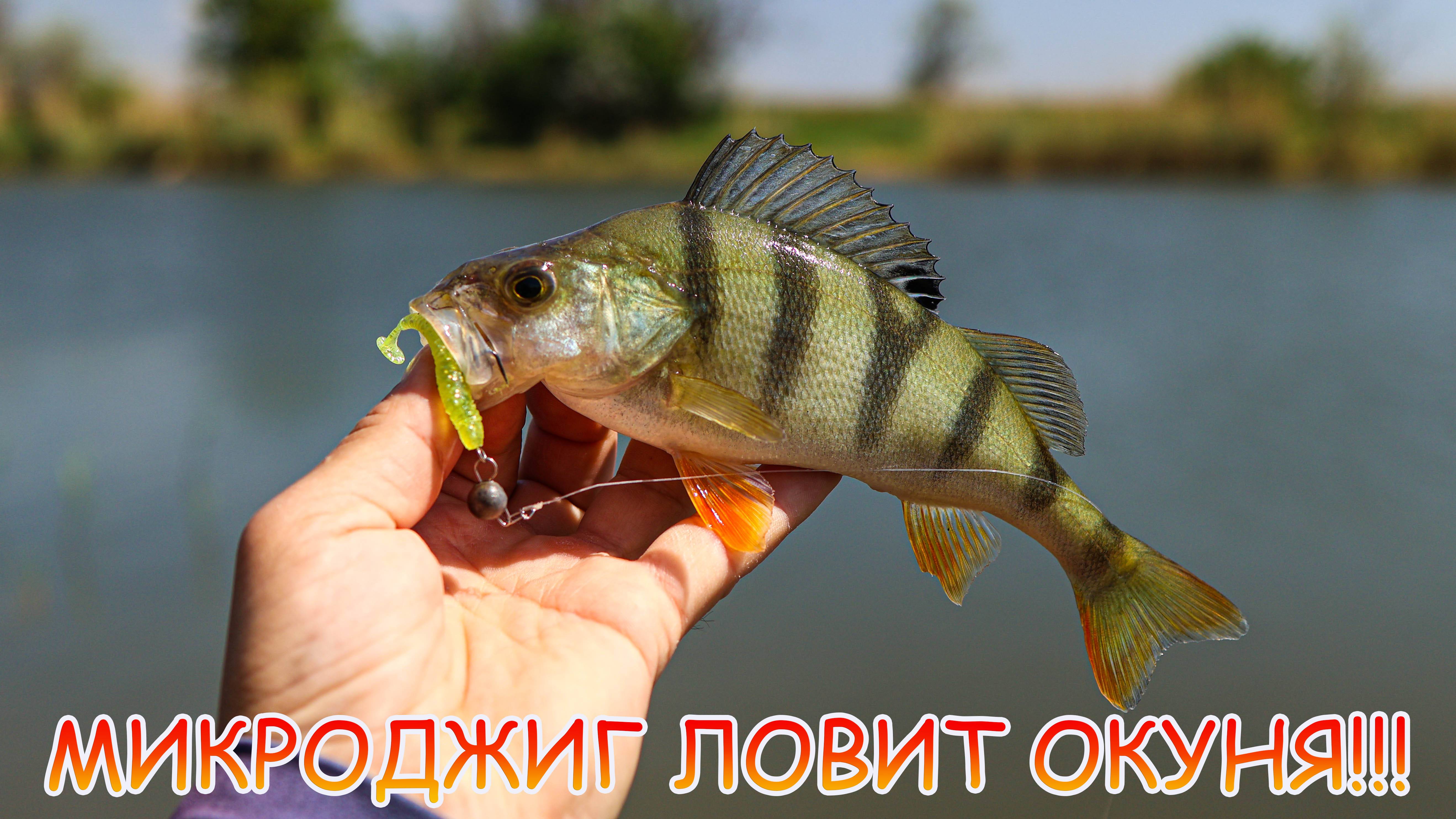 МИКРОДЖИГ ловит ОКУНЕЙ даже в жару 💪💪💪