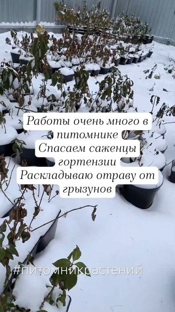 #питомник #питомникрастений #садоводство #сад #гортенз