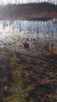 работа подсадной