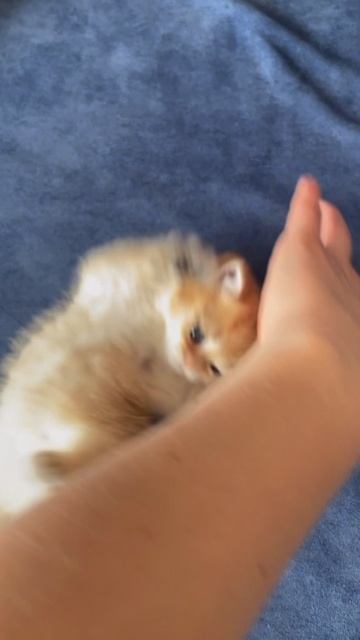 Котята британская золотая шиншилла