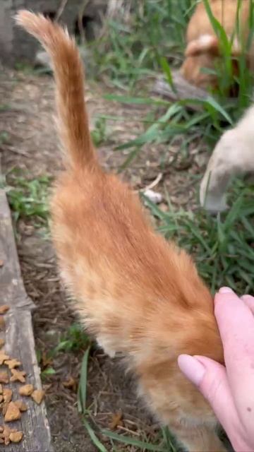 Новый котенок в кошачьей банде!
Совсем кроха, мальчик.