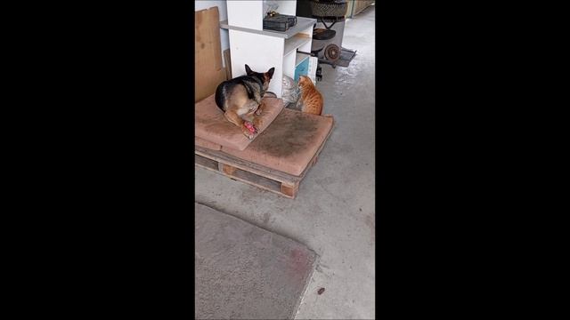 Собака. Кот. Том и Фокс