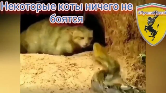 День Пушистых 😺🐶