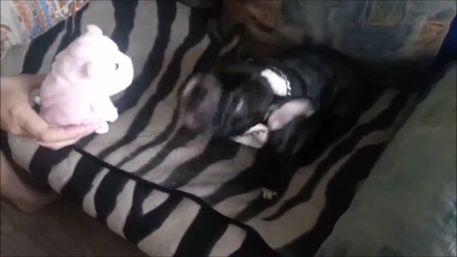 прикольные игрушки 4