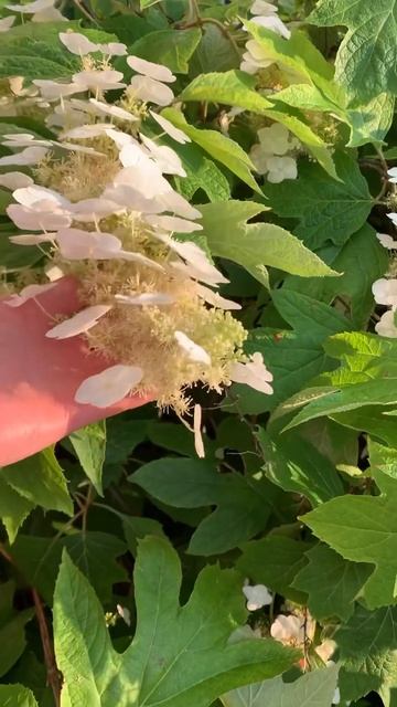 Дуболистная  гортензия #beautiful #flower #macrophylla #garden #сад #hydrang