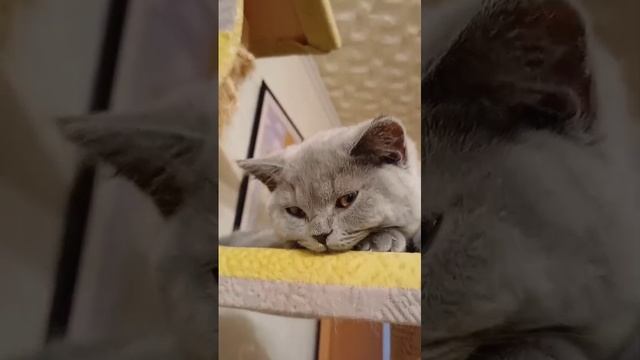 Наши британские котята.