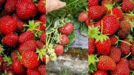 10 СЕКРЕТОВ ОГОРОДА, КОТОРЫЕ ОТ ВАС СКРЫВАЛИ!