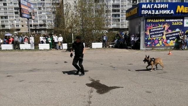 9 МАЯ 2025  ПОКАЗАТЕЛЬНЫЕ ВЫСТУПЛЕНИЯ СОБАК. БЕЛЬГИЙСКИЙ МАЛИНУА - ФОКС