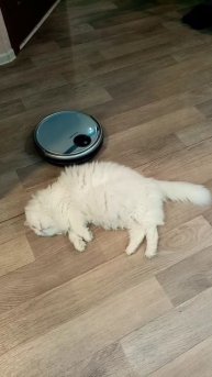 Жёсткий массаж коту Мартину от робота.