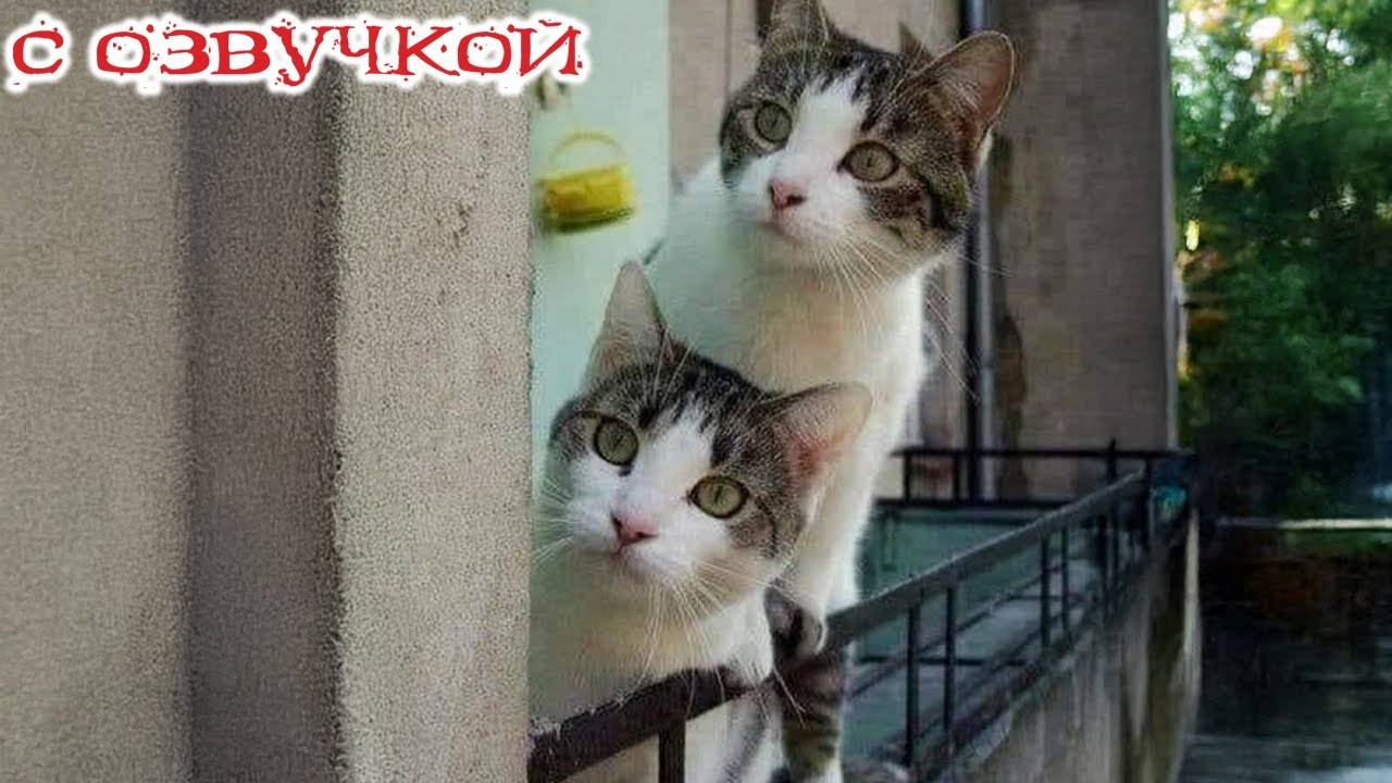Приколы с котами! С ОЗВУЧКОЙ! Смешные видео с котами и кошками! Самые смешные животные!