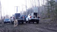 Двух амурских тигров выпустили в дикую природу в Приморском крае: видео