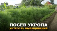 УКРОП ВЫРАСТЕТ ПРОСТО ЗАГЛЯДЕНЬЕ. Методы посева и выращивания укропа.