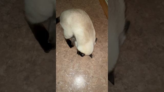 Кэсси и Кисси