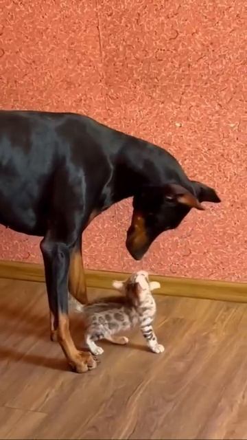 Как котик налаживает отношения с собакой 🐶❤️👍