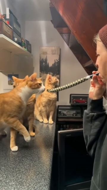 Funniest cats 😸 vol 45